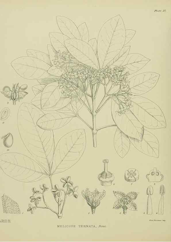 Reproducción/Reproduction 23319864303: Illustrations of the New Zealand flora /. Wellington :John Mackay, Govt. Printer,1914.