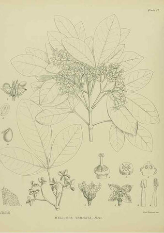 Reproducción/Reproduction 23319864303: Illustrations of the New Zealand flora /. Wellington :John Mackay, Govt. Printer,1914.