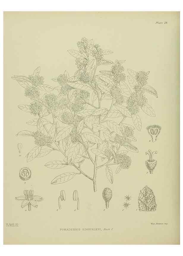 Reproducción/Reproduction 23920561456: Illustrations of the New Zealand flora /. Wellington :John Mackay, Govt. Printer,1914.