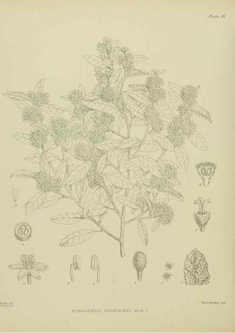 Reproducción/Reproduction 23920561456: Illustrations of the New Zealand flora /. Wellington :John Mackay, Govt. Printer,1914.