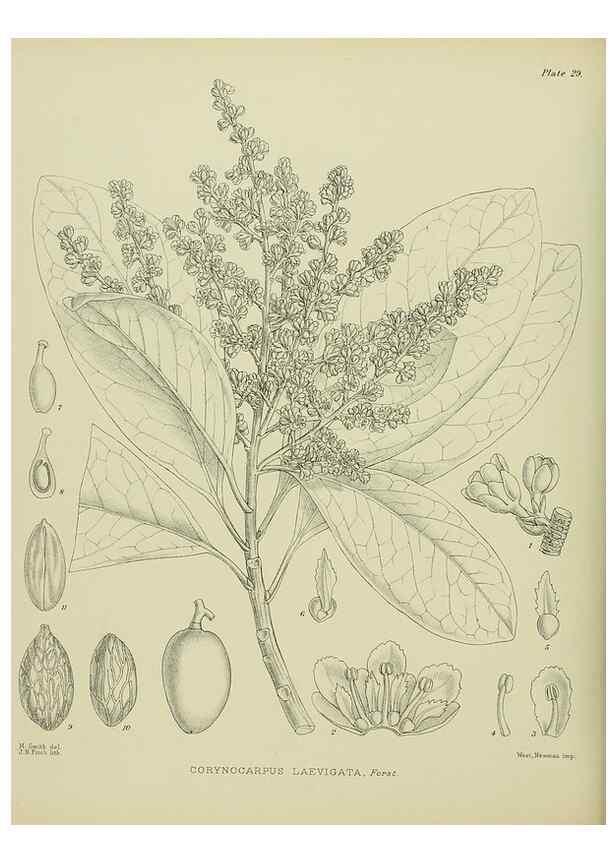 Reproducción/Reproduction 23920565816: Illustrations of the New Zealand flora /. Wellington :John Mackay, Govt. Printer,1914.