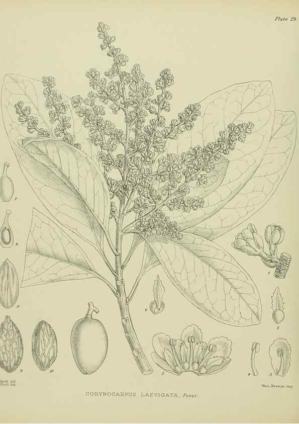 Reproducción/Reproduction 23920565816: Illustrations of the New Zealand flora /. Wellington :John Mackay, Govt. Printer,1914.