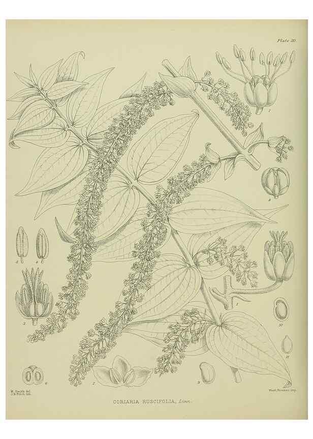 Reproducción/Reproduction 23946627735: Illustrations of the New Zealand flora /. Wellington :John Mackay, Govt. Printer,1914.