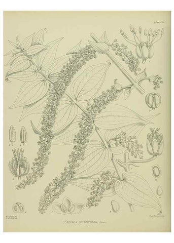 Reproducción/Reproduction 23946627735: Illustrations of the New Zealand flora /. Wellington :John Mackay, Govt. Printer,1914.