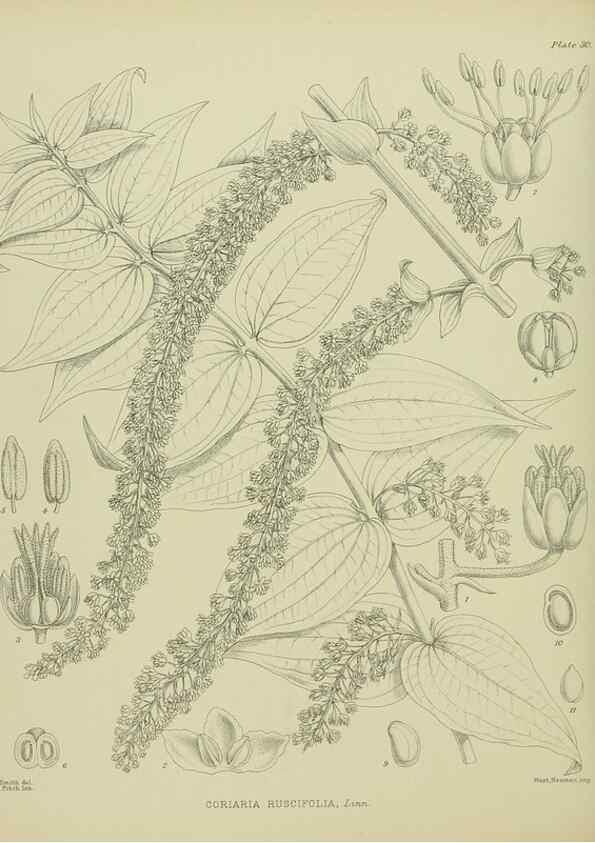 Reproducción/Reproduction 23946627735: Illustrations of the New Zealand flora /. Wellington :John Mackay, Govt. Printer,1914.
