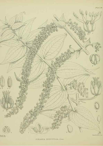 Reproducción/Reproduction 23946627735: Illustrations of the New Zealand flora /. Wellington :John Mackay, Govt. Printer,1914.