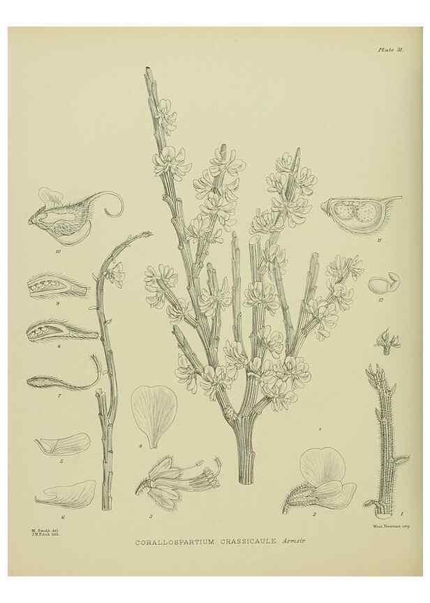Reproducción/Reproduction 23578786259: Illustrations of the New Zealand flora /. Wellington :John Mackay, Govt. Printer,1914.
