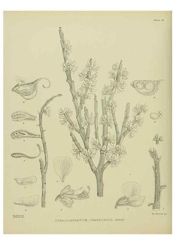 Reproducción/Reproduction 23578786259: Illustrations of the New Zealand flora /. Wellington :John Mackay, Govt. Printer,1914.
