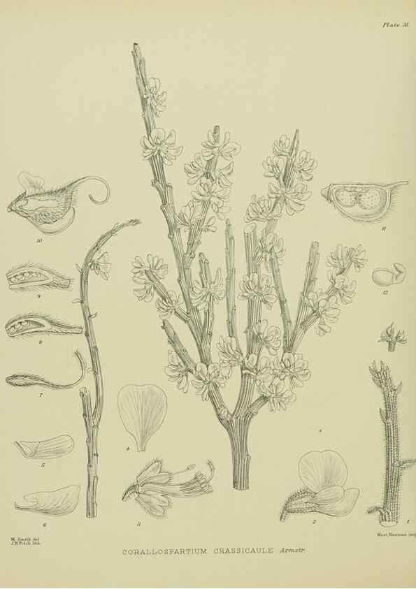 Reproducción/Reproduction 23578786259: Illustrations of the New Zealand flora /. Wellington :John Mackay, Govt. Printer,1914.
