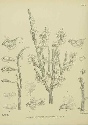 Reproducción/Reproduction 23578786259: Illustrations of the New Zealand flora /. Wellington :John Mackay, Govt. Printer,1914.