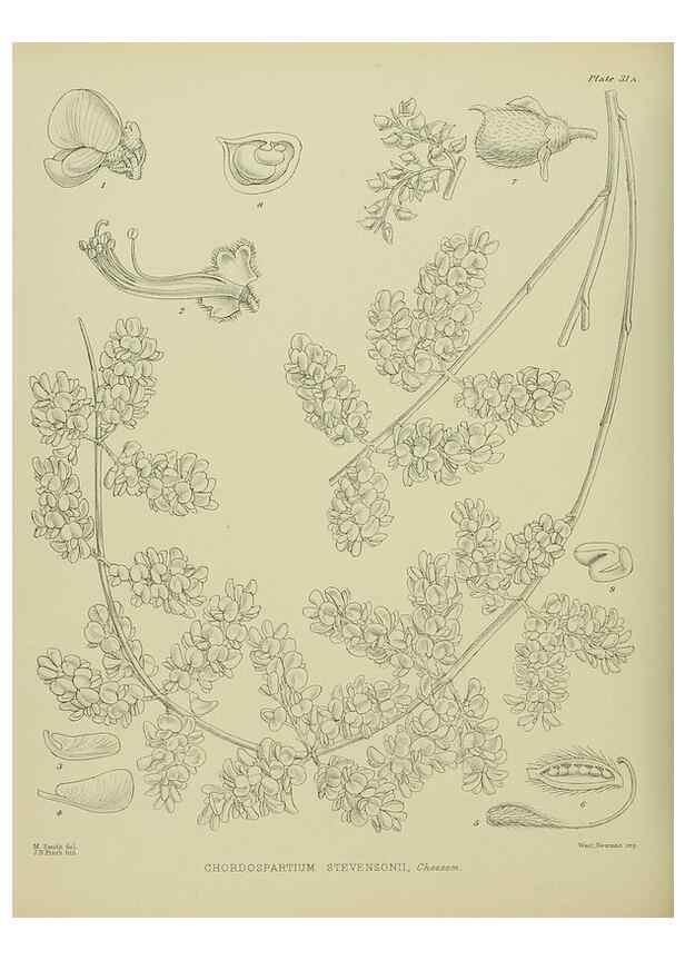 Reproducción/Reproduction 23946634905: Illustrations of the New Zealand flora /. Wellington :John Mackay, Govt. Printer,1914.