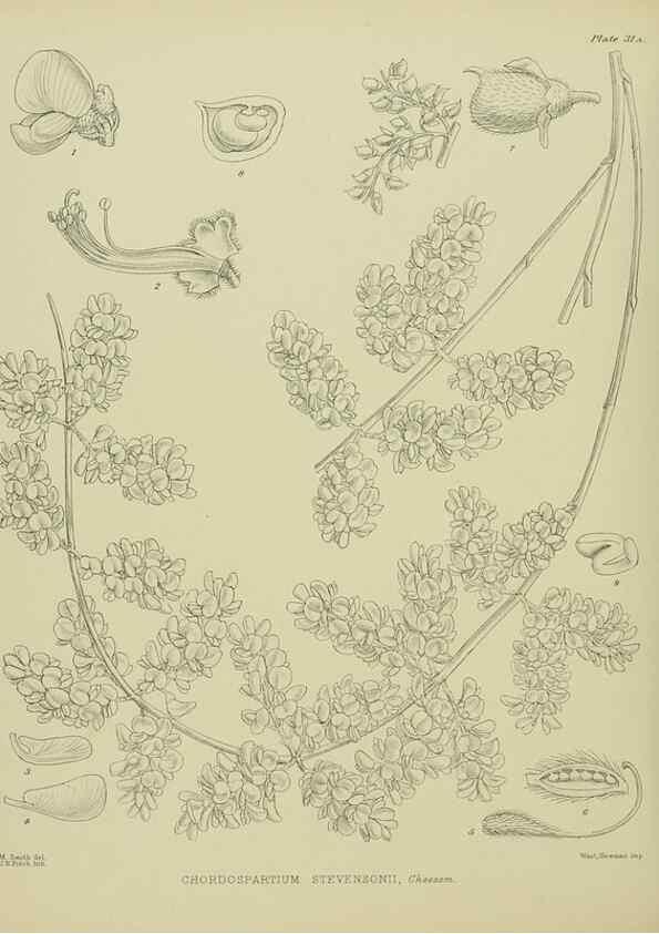 Reproducción/Reproduction 23946634905: Illustrations of the New Zealand flora /. Wellington :John Mackay, Govt. Printer,1914.