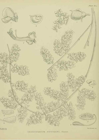 Reproducción/Reproduction 23946634905: Illustrations of the New Zealand flora /. Wellington :John Mackay, Govt. Printer,1914.
