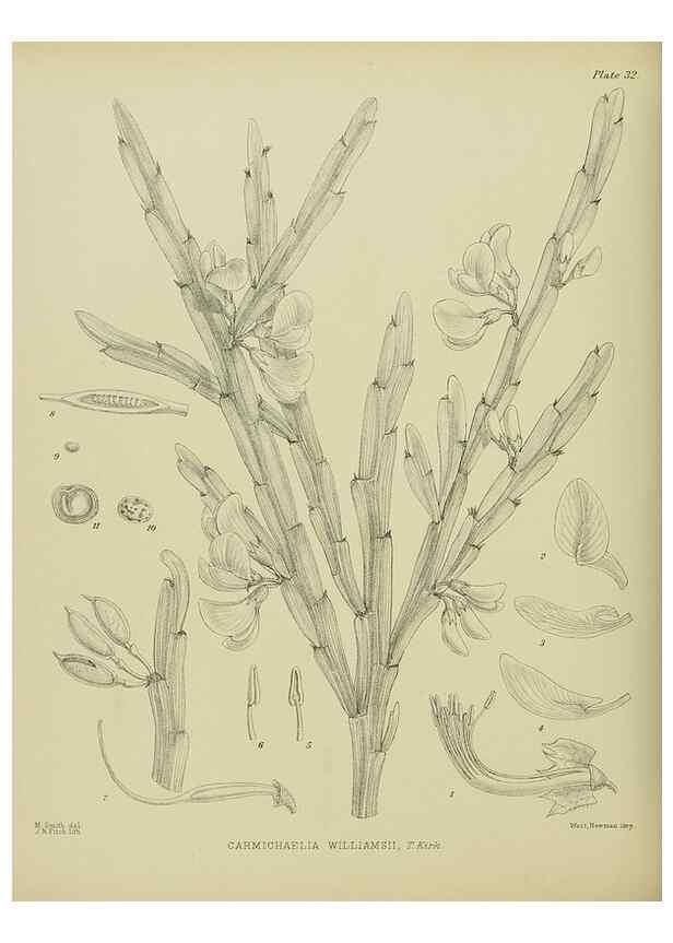 Reproducción/Reproduction 23650998240: Illustrations of the New Zealand flora /. Wellington :John Mackay, Govt. Printer,1914.