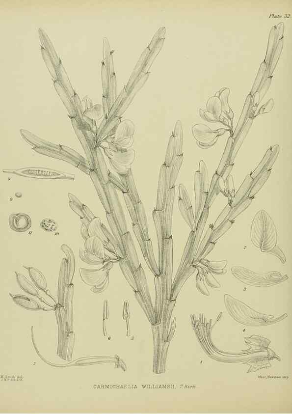 Reproducción/Reproduction 23650998240: Illustrations of the New Zealand flora /. Wellington :John Mackay, Govt. Printer,1914.
