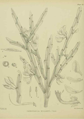 Reproducción/Reproduction 23650998240: Illustrations of the New Zealand flora /. Wellington :John Mackay, Govt. Printer,1914.