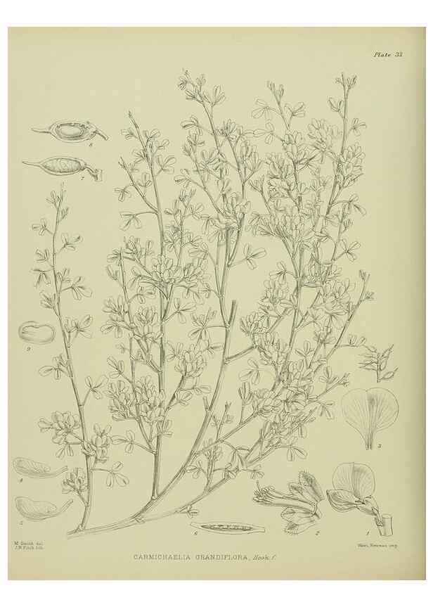 Reproducción/Reproduction 23319888573: Illustrations of the New Zealand flora /. Wellington :John Mackay, Govt. Printer,1914.