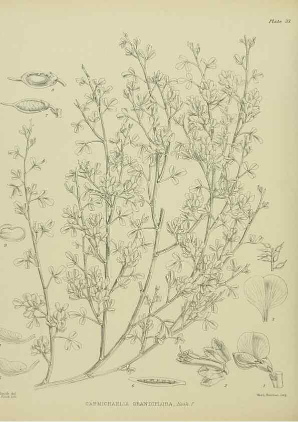 Reproducción/Reproduction 23319888573: Illustrations of the New Zealand flora /. Wellington :John Mackay, Govt. Printer,1914.