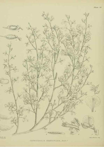 Reproducción/Reproduction 23319888573: Illustrations of the New Zealand flora /. Wellington :John Mackay, Govt. Printer,1914.
