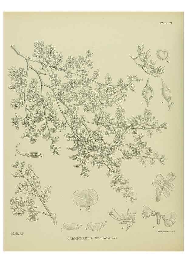 Reproducción/Reproduction 23946644875: Illustrations of the New Zealand flora /. Wellington :John Mackay, Govt. Printer,1914.