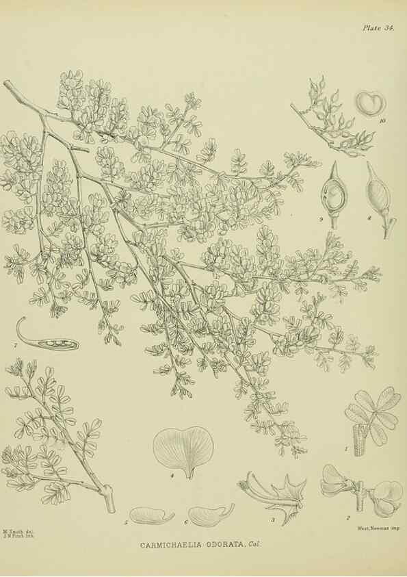 Reproducción/Reproduction 23946644875: Illustrations of the New Zealand flora /. Wellington :John Mackay, Govt. Printer,1914.