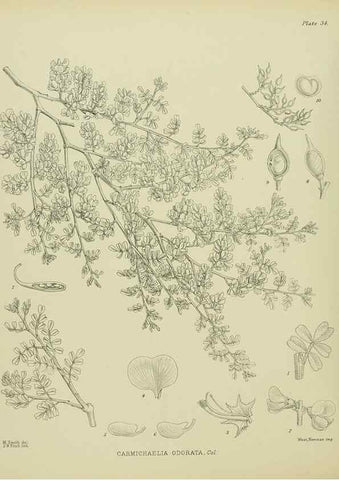 Reproducción/Reproduction 23946644875: Illustrations of the New Zealand flora /. Wellington :John Mackay, Govt. Printer,1914.