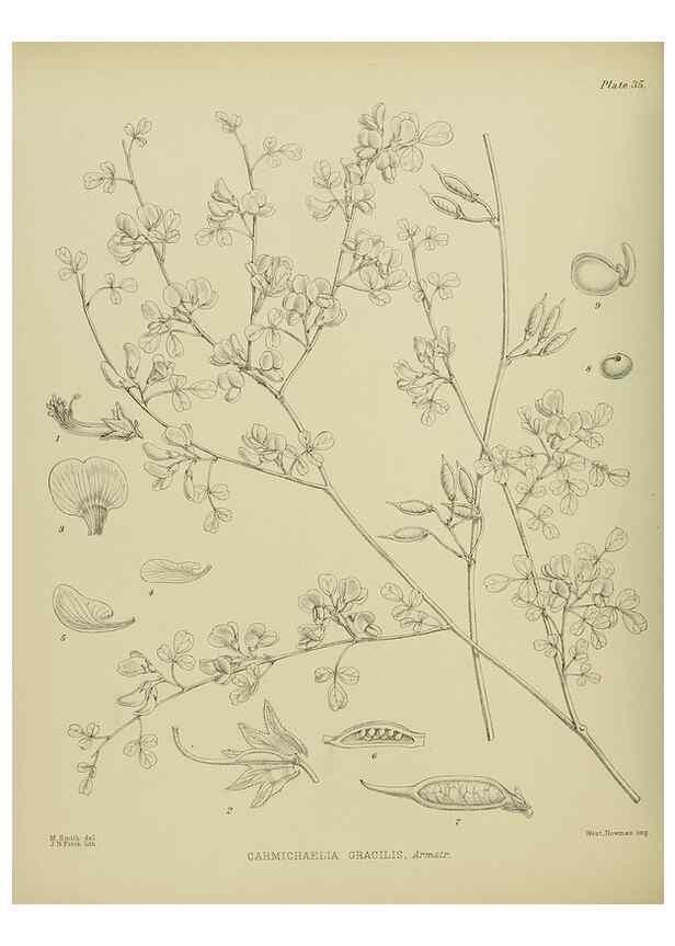 Reproducción/Reproduction 23920589726: Illustrations of the New Zealand flora /. Wellington :John Mackay, Govt. Printer,1914.