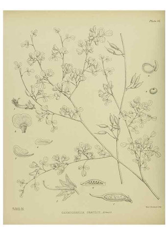 Reproducción/Reproduction 23920589726: Illustrations of the New Zealand flora /. Wellington :John Mackay, Govt. Printer,1914.