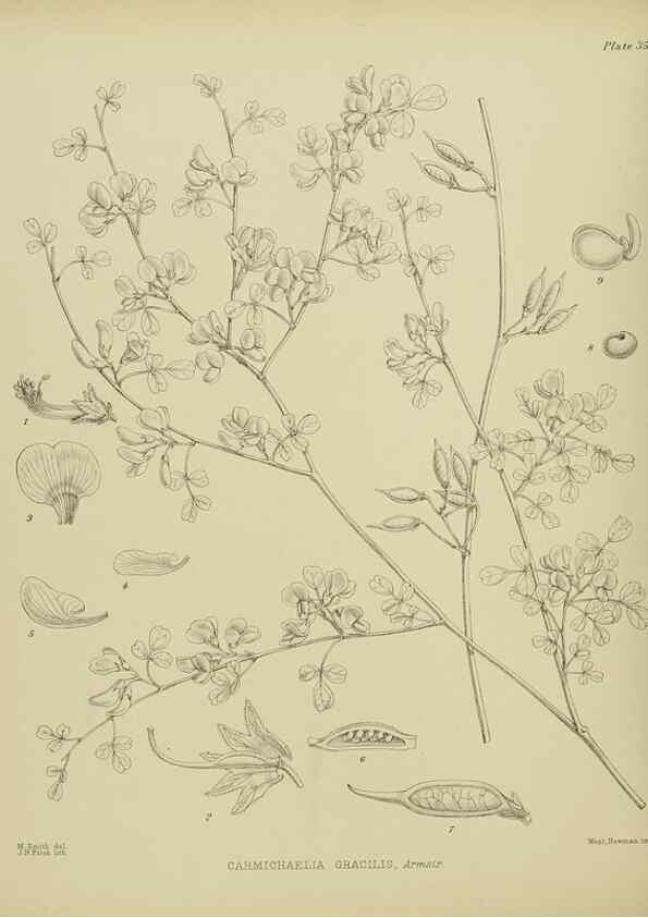 Reproducción/Reproduction 23920589726: Illustrations of the New Zealand flora /. Wellington :John Mackay, Govt. Printer,1914.