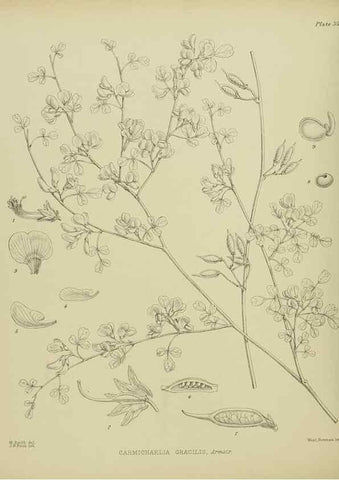 Reproducción/Reproduction 23920589726: Illustrations of the New Zealand flora /. Wellington :John Mackay, Govt. Printer,1914.