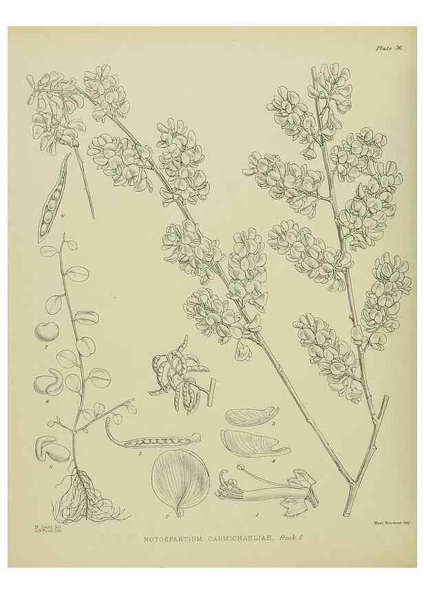 Reproducción/Reproduction 23946651185: Illustrations of the New Zealand flora /. Wellington :John Mackay, Govt. Printer,1914.