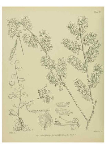 Reproducción/Reproduction 23946651185: Illustrations of the New Zealand flora /. Wellington :John Mackay, Govt. Printer,1914.