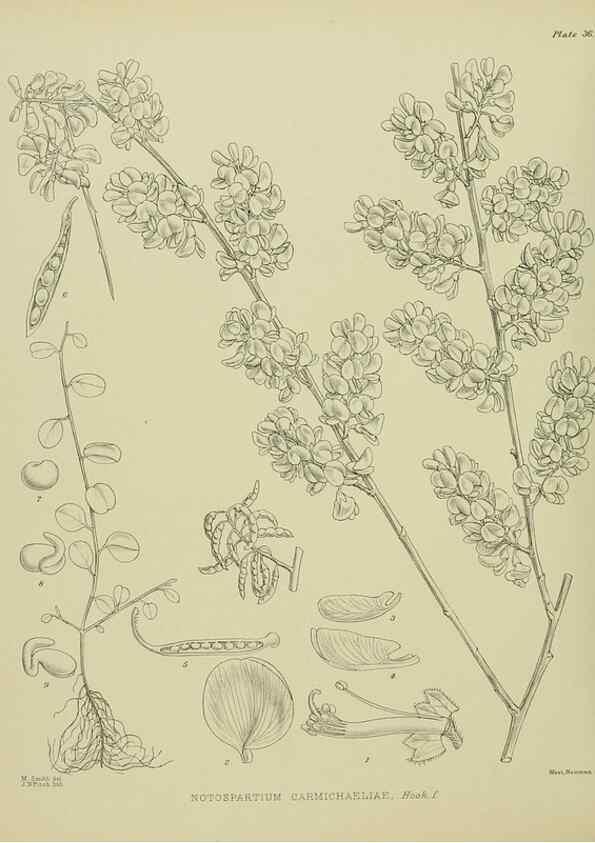 Reproducción/Reproduction 23946651185: Illustrations of the New Zealand flora /. Wellington :John Mackay, Govt. Printer,1914.