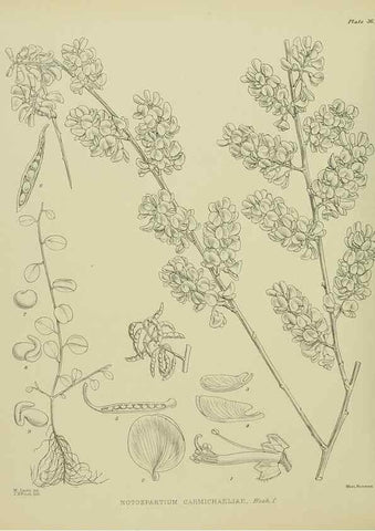 Reproducción/Reproduction 23946651185: Illustrations of the New Zealand flora /. Wellington :John Mackay, Govt. Printer,1914.