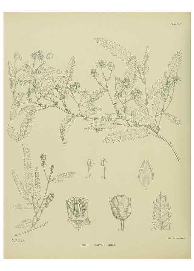 Reproducción/Reproduction 23946654595: Illustrations of the New Zealand flora /. Wellington :John Mackay, Govt. Printer,1914.