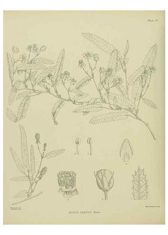 Reproducción/Reproduction 23946654595: Illustrations of the New Zealand flora /. Wellington :John Mackay, Govt. Printer,1914.