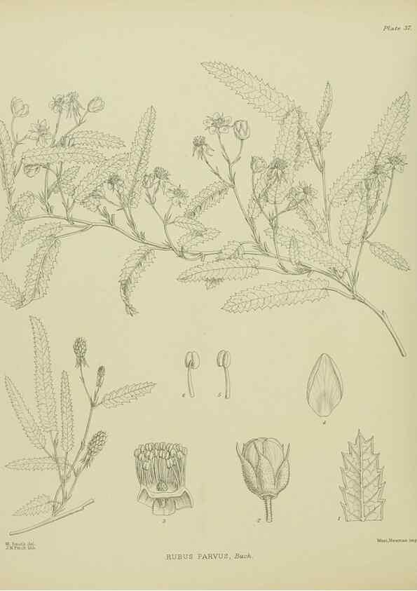 Reproducción/Reproduction 23946654595: Illustrations of the New Zealand flora /. Wellington :John Mackay, Govt. Printer,1914.