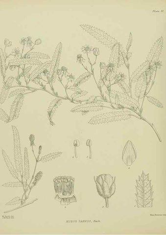 Reproducción/Reproduction 23946654595: Illustrations of the New Zealand flora /. Wellington :John Mackay, Govt. Printer,1914.