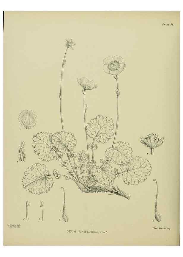 Reproducción/Reproduction 23946657385: Illustrations of the New Zealand flora /. Wellington :John Mackay, Govt. Printer,1914.