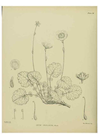 Reproducción/Reproduction 23946657385: Illustrations of the New Zealand flora /. Wellington :John Mackay, Govt. Printer,1914.