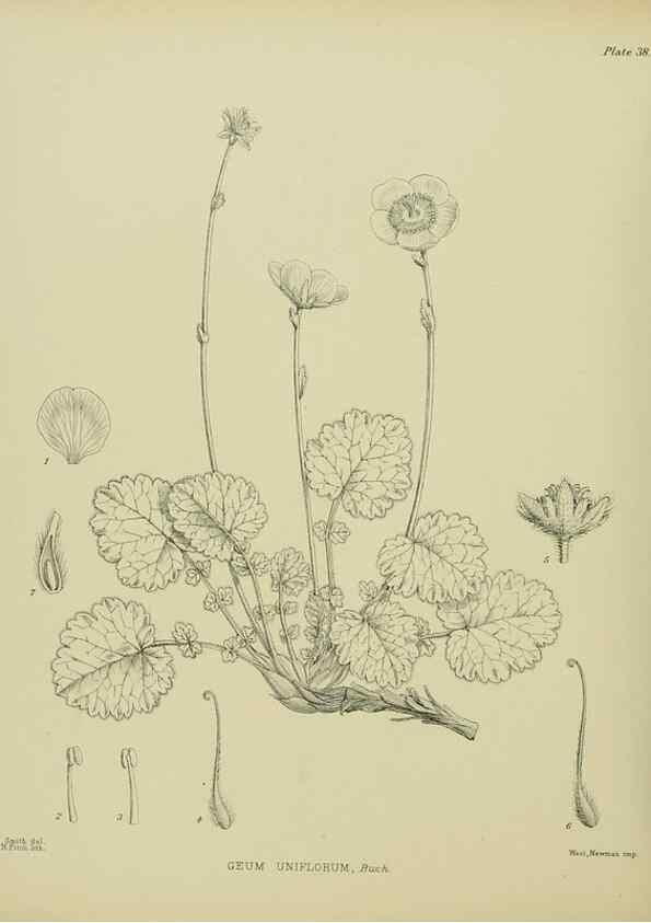 Reproducción/Reproduction 23946657385: Illustrations of the New Zealand flora /. Wellington :John Mackay, Govt. Printer,1914.