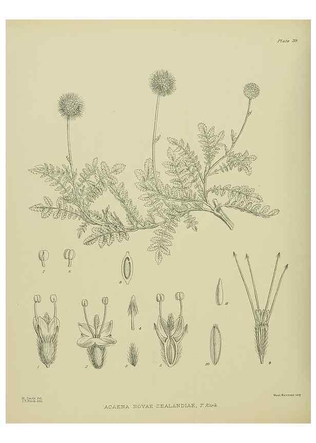Reproducción/Reproduction 23651021590: Illustrations of the New Zealand flora /. Wellington :John Mackay, Govt. Printer,1914.