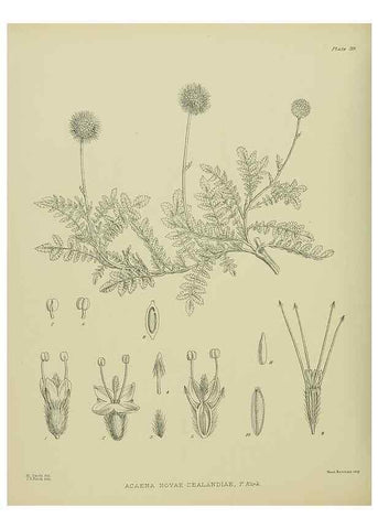 Reproducción/Reproduction 23651021590: Illustrations of the New Zealand flora /. Wellington :John Mackay, Govt. Printer,1914.