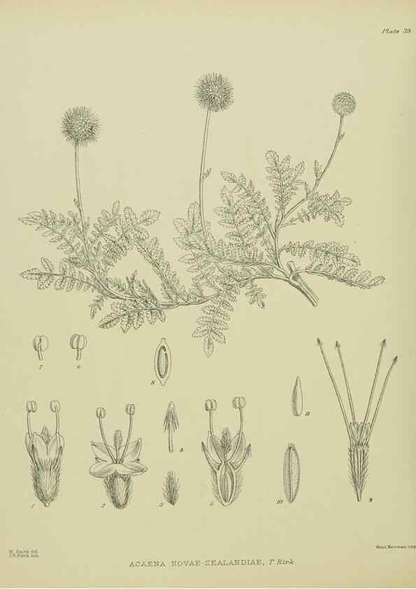 Reproducción/Reproduction 23651021590: Illustrations of the New Zealand flora /. Wellington :John Mackay, Govt. Printer,1914.