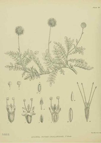 Reproducción/Reproduction 23651021590: Illustrations of the New Zealand flora /. Wellington :John Mackay, Govt. Printer,1914.