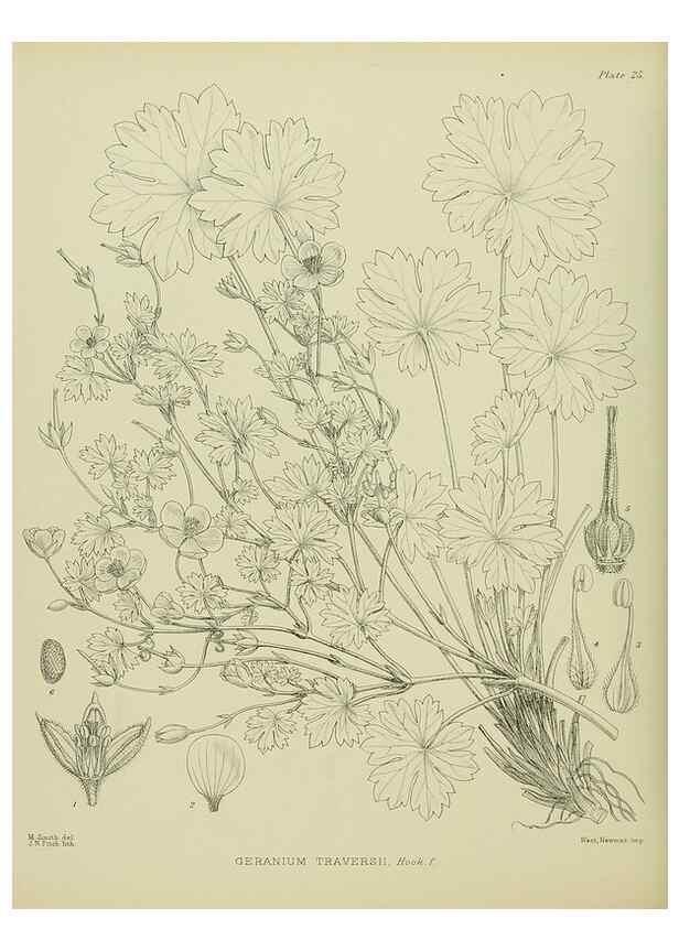 Reproducción/Reproduction 23864127931: Illustrations of the New Zealand flora /. Wellington :John Mackay, Govt. Printer,1914.