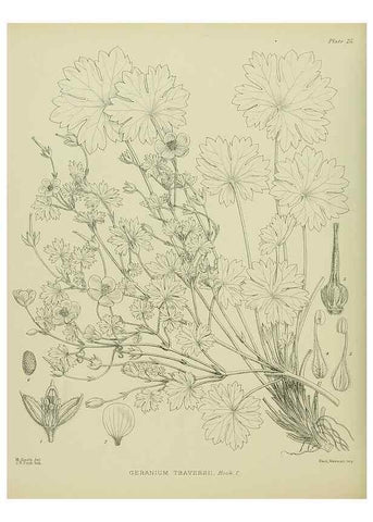Reproducción/Reproduction 23864127931: Illustrations of the New Zealand flora /. Wellington :John Mackay, Govt. Printer,1914.