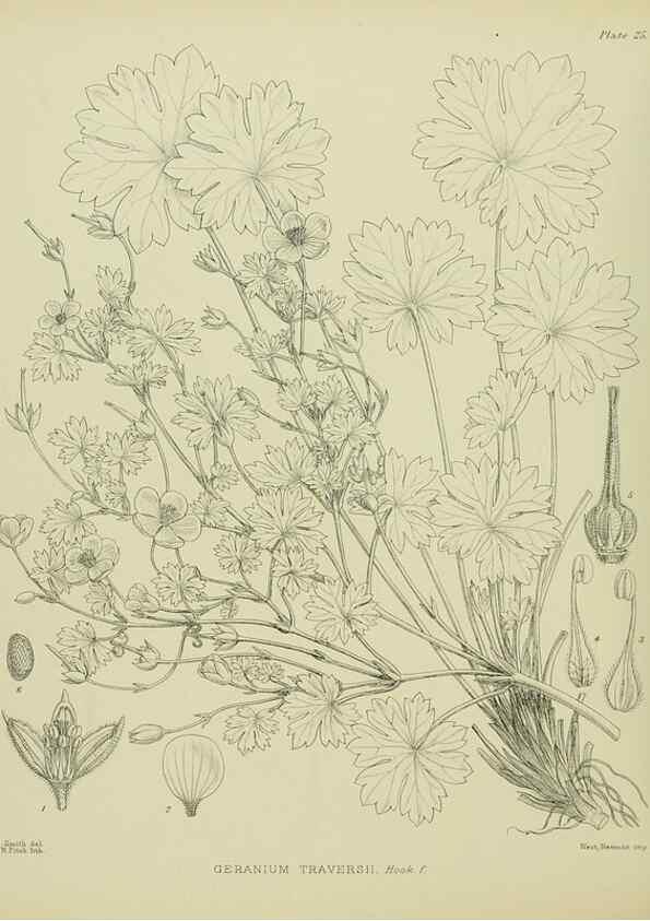 Reproducción/Reproduction 23864127931: Illustrations of the New Zealand flora /. Wellington :John Mackay, Govt. Printer,1914.