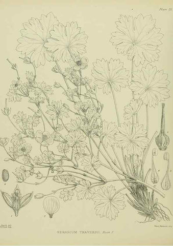 Reproducción/Reproduction 23864127931: Illustrations of the New Zealand flora /. Wellington :John Mackay, Govt. Printer,1914.