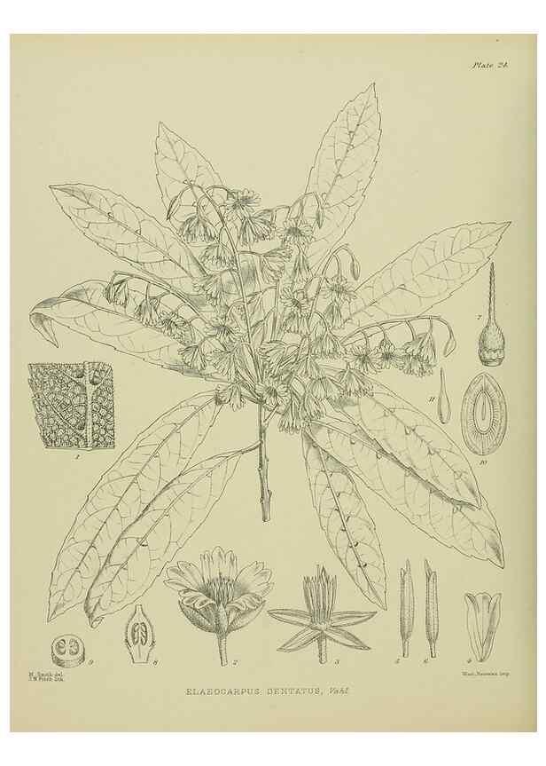 Reproducción/Reproduction 23838372352: Illustrations of the New Zealand flora /. Wellington :John Mackay, Govt. Printer,1914.